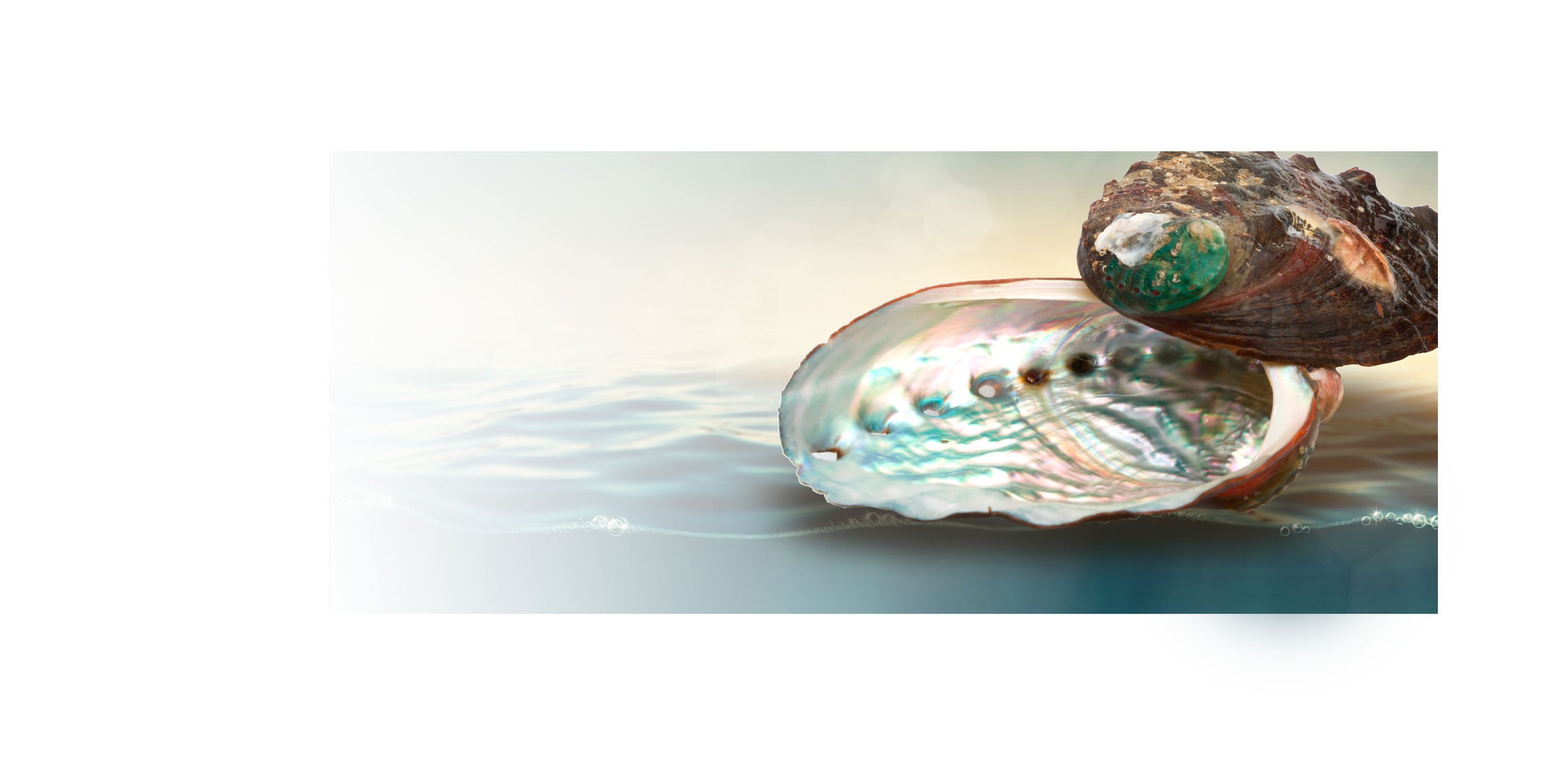 Abalone Shells