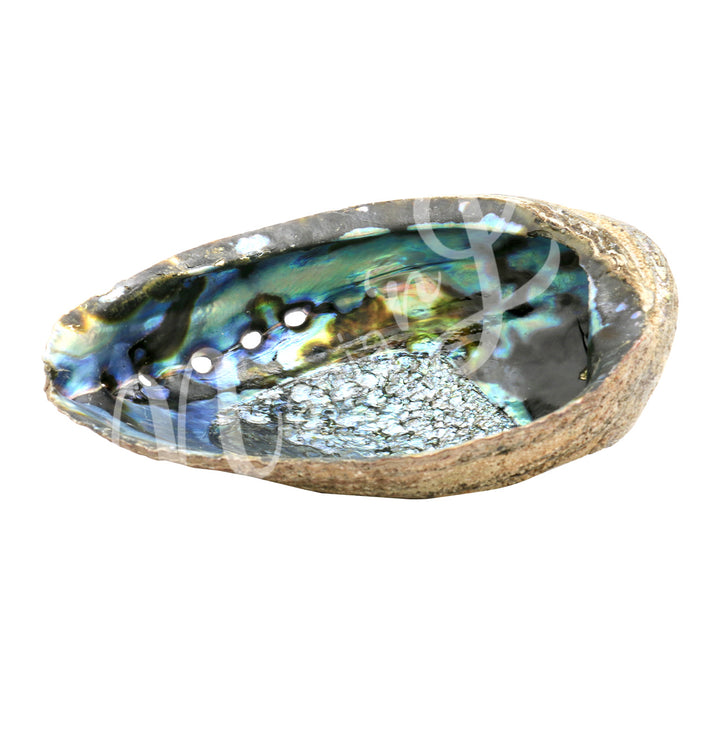 Abalone Shell 7-8"