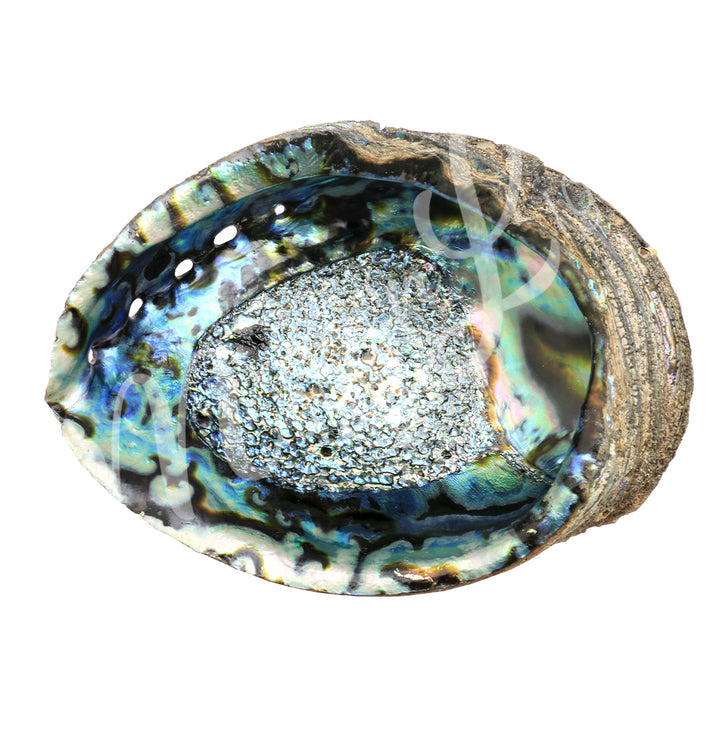 Abalone Shell 7-8"