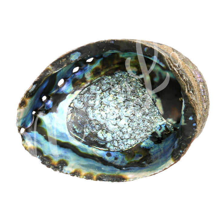 Abalone Shell 7-8"