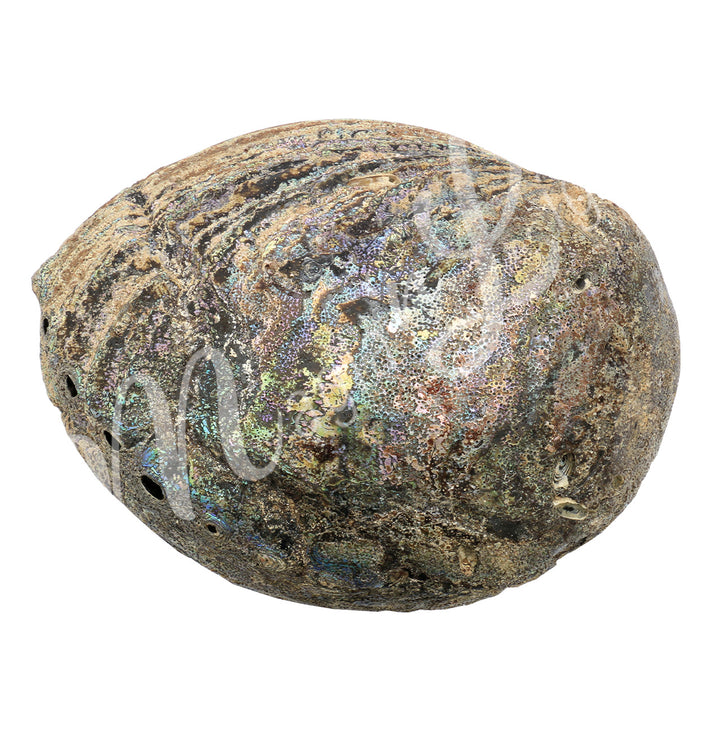 Abalone Shell 7-8"