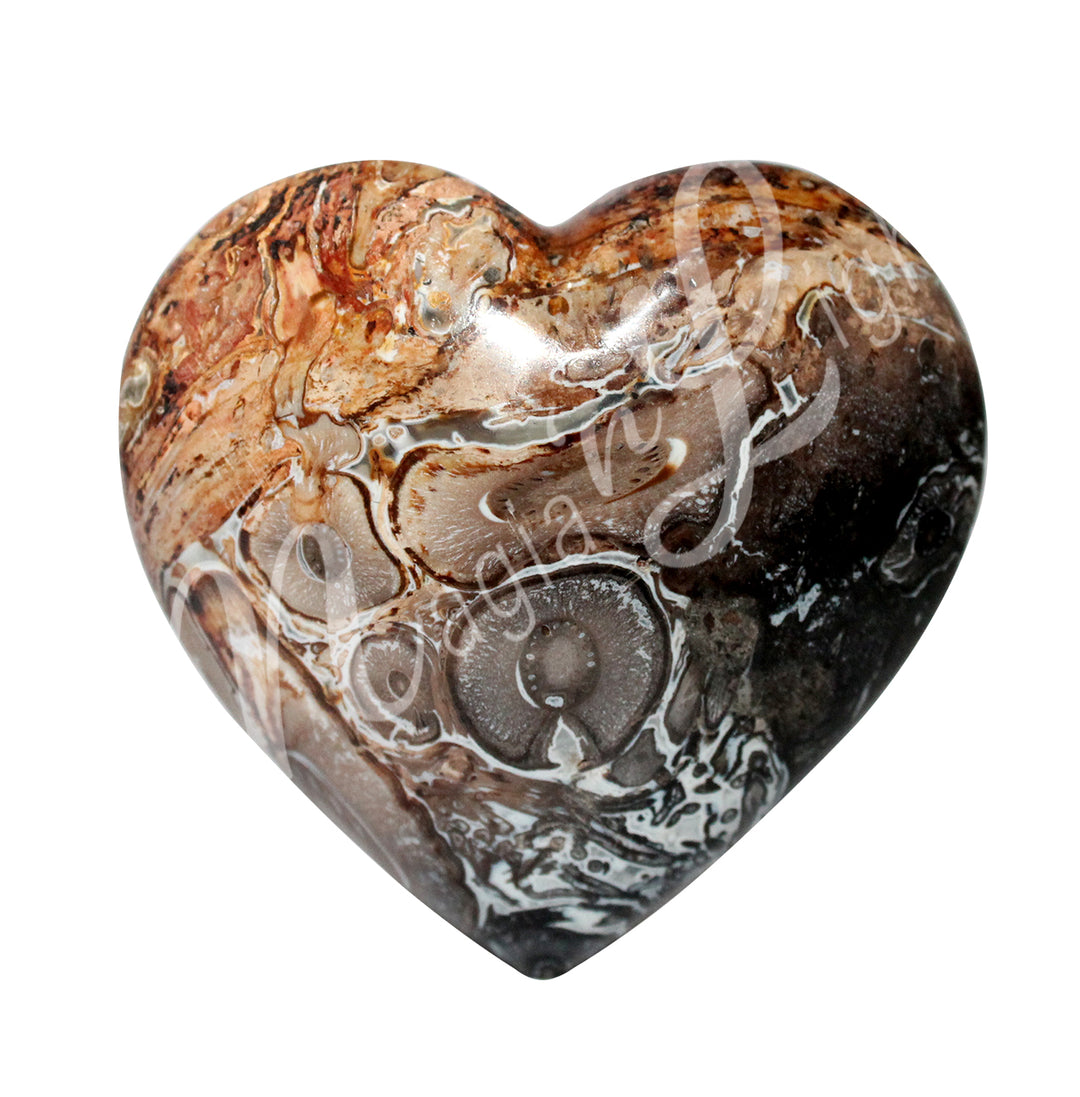 Corazón de Fosil de Raíz de Palma 2″