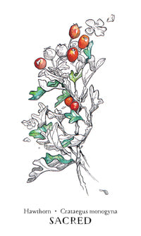 Hedgewitch Botanical Oracle 6 x 8 x 2"