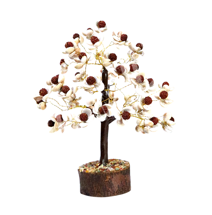 Gem Tree Shell & Rudraksha Seeds