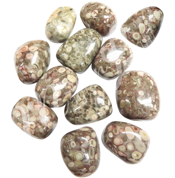 Tumbled Stone Leopard Skin Jasper 20-30mm