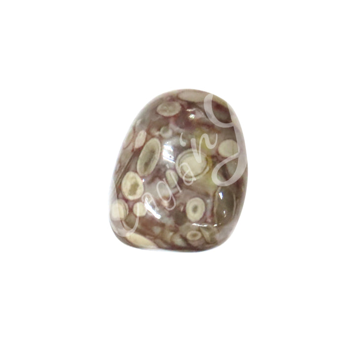 Tumbled Stone Leopard Skin Jasper 20-30mm