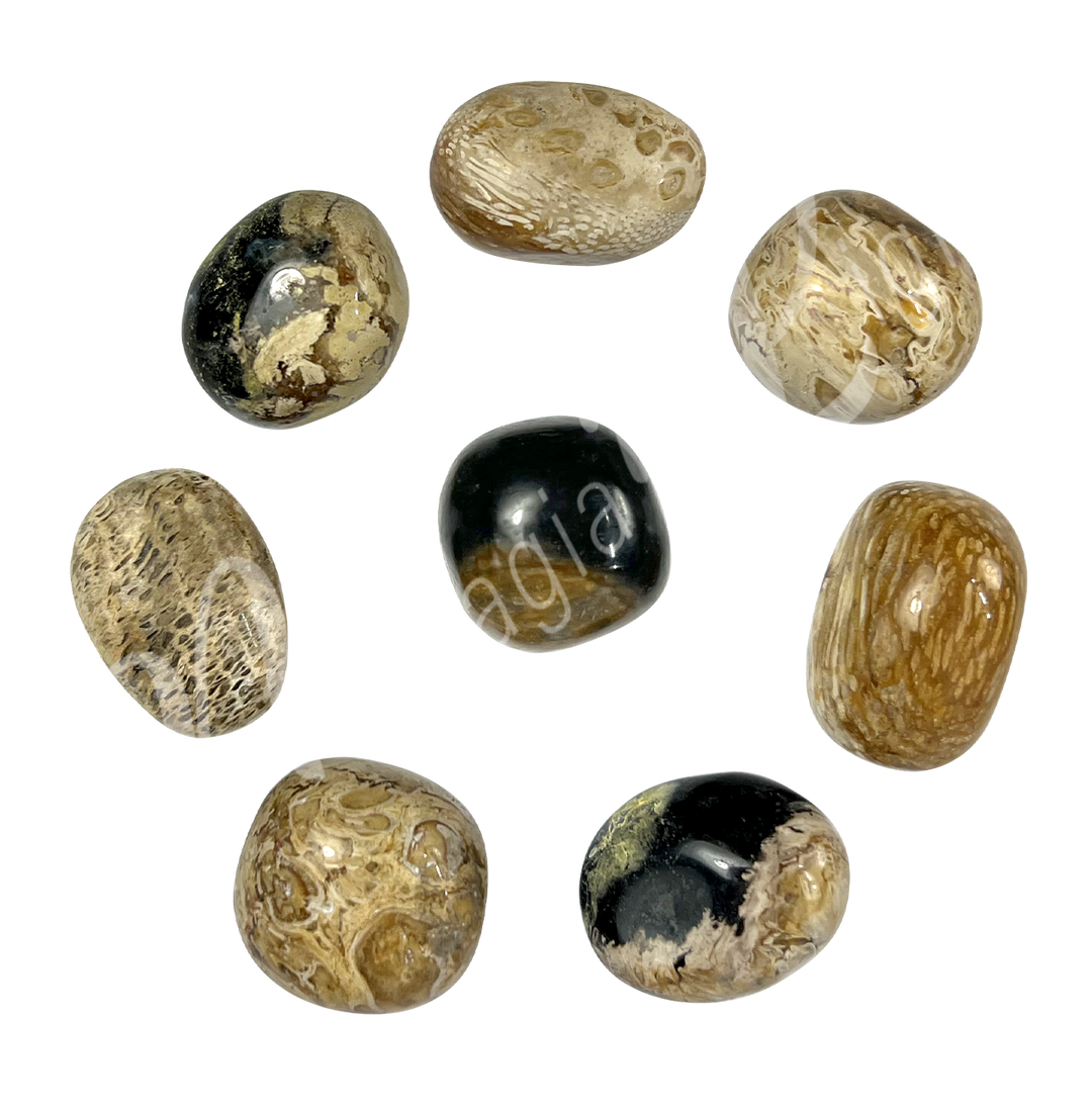 Tumbled Stone Fossil Palm Root 20-30mm