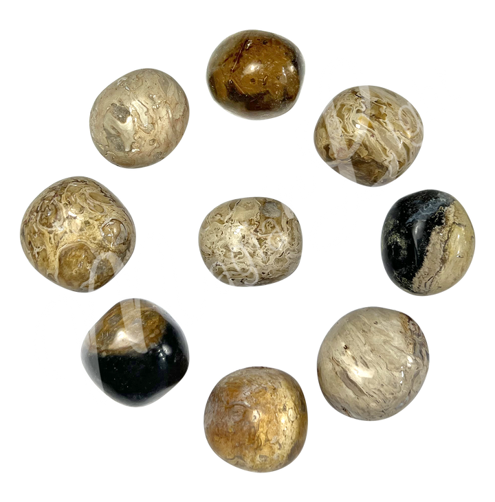 Tumbled Stone Fossil Palm Root 20-30mm