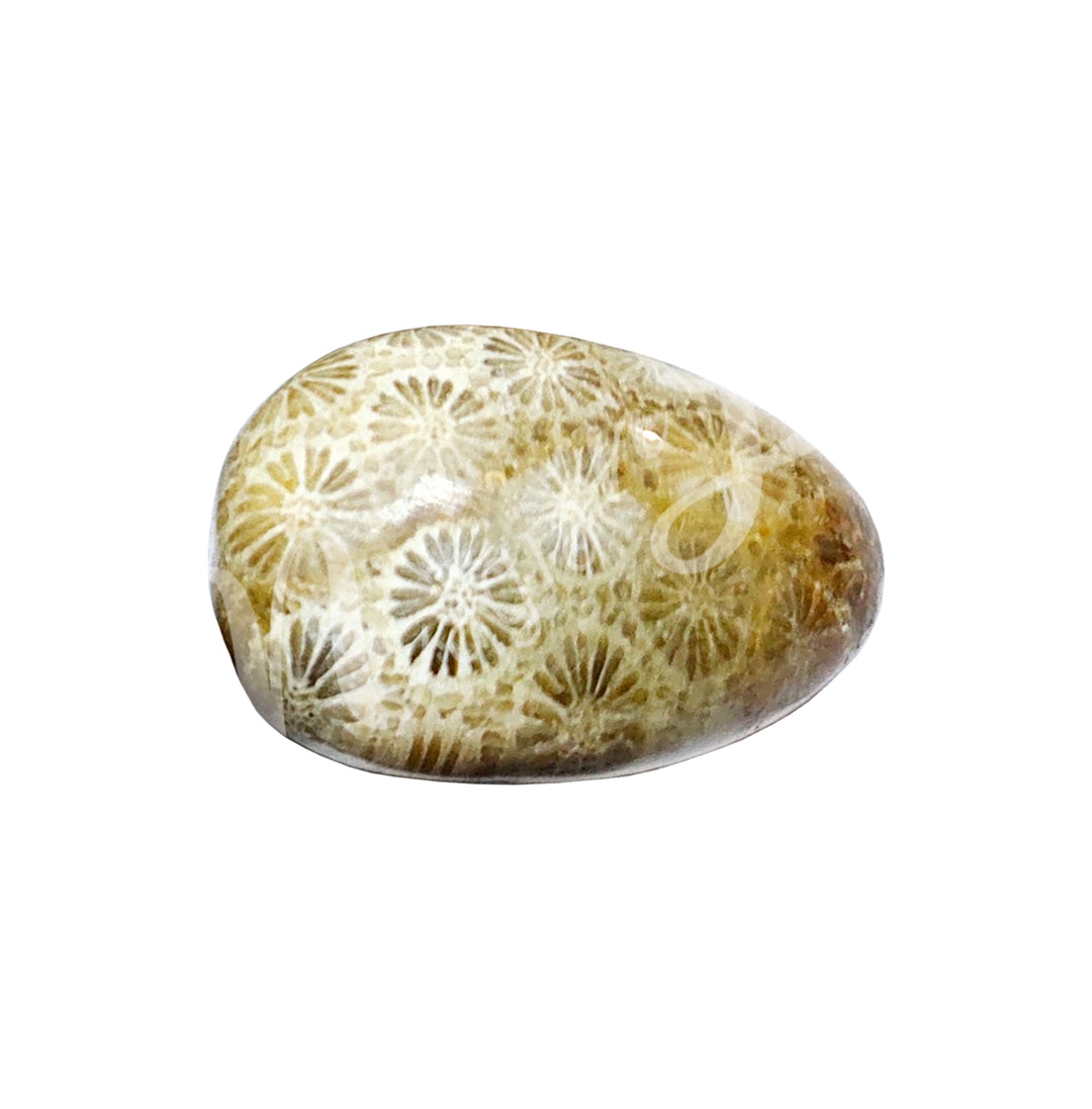 TUMBLED STONE FOSSIL CORAL 20-30 MM