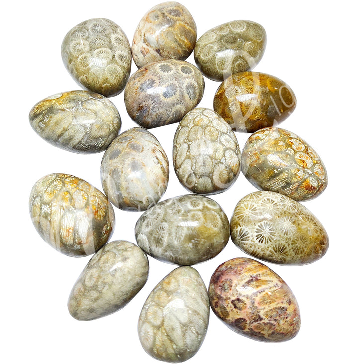 TUMBLED STONE FOSSIL CORAL 20-30 MM