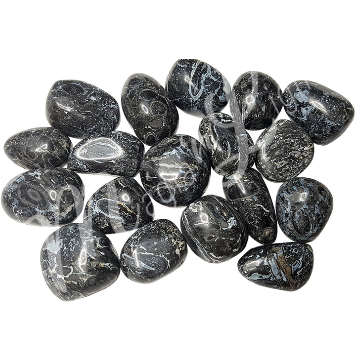 Tumbled Stone Crinoids Fossil 20-27mm