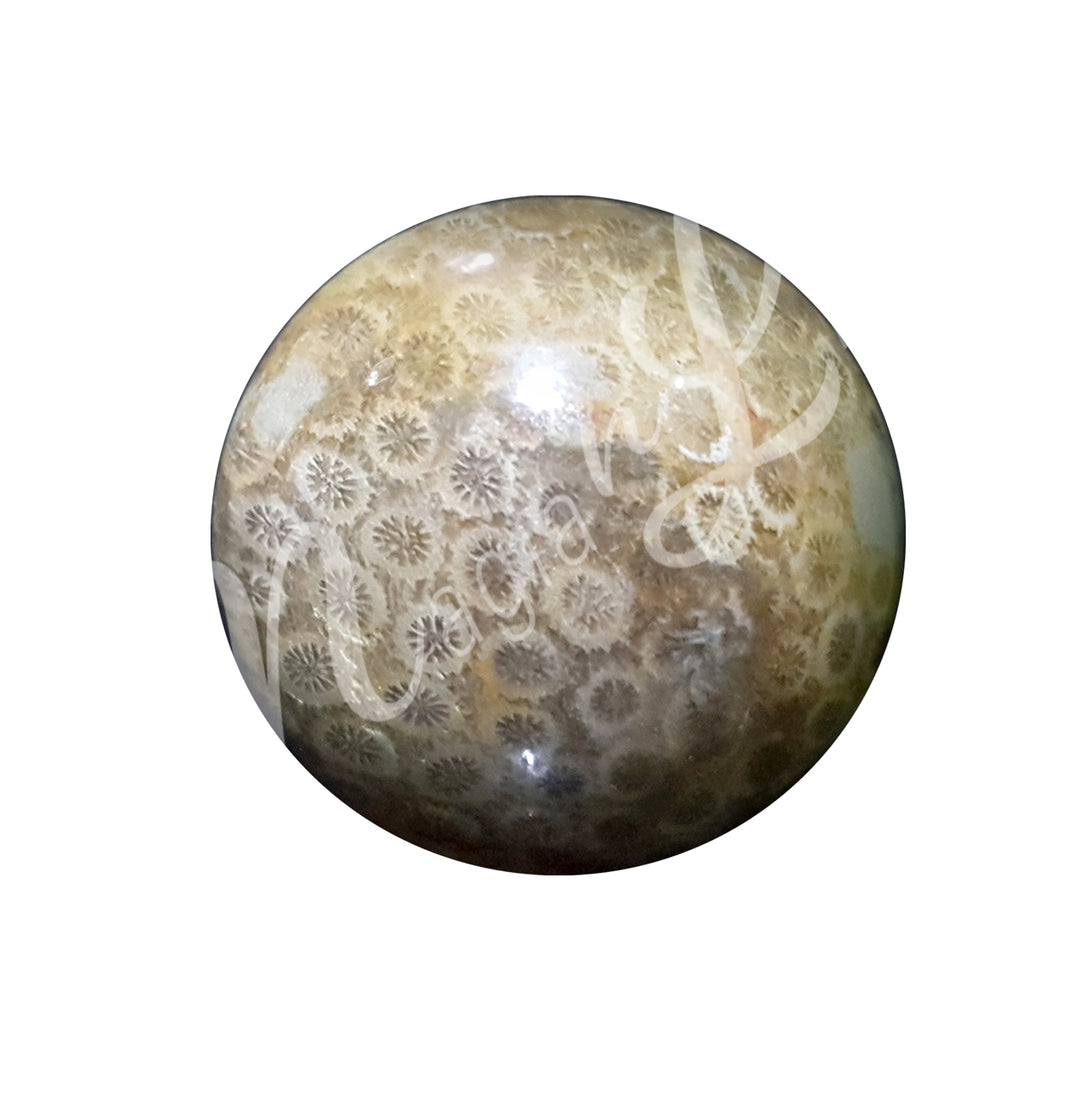 SPHERE FOSSIL CORAL 2-2.5"