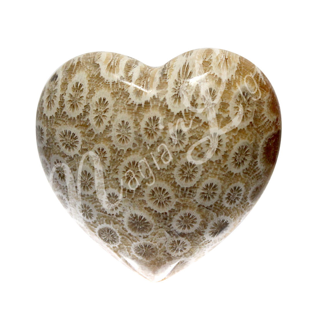 HEART FOSSIL CORAL 2″