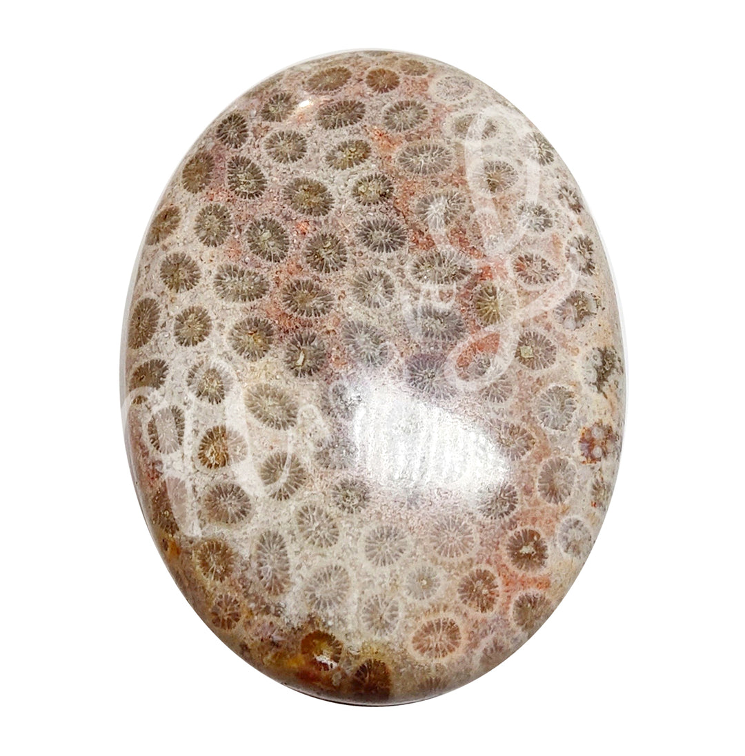 PALM STONE FOSSIL CORAL 2-2.25″
